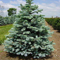 Ель колючая 'Кайбаб' (Picea pungens 'Kaibab')
