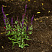 shalfej-dubravnyj-karadonna-salvia-nemorosa-caradonna-sazhenec.jpg