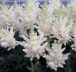 Астильба Арендса ‘Вайс Глория’ (Astilbe arendsii ‘Weisse Gloria’)