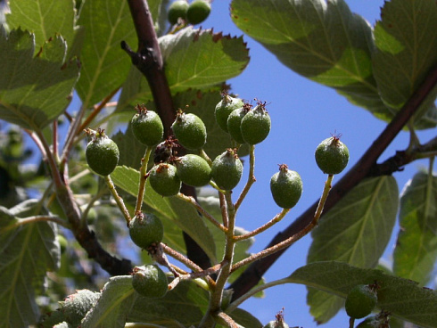 ryabina-promezhutochnaya-sorbus-intermedia-zelenye-plody