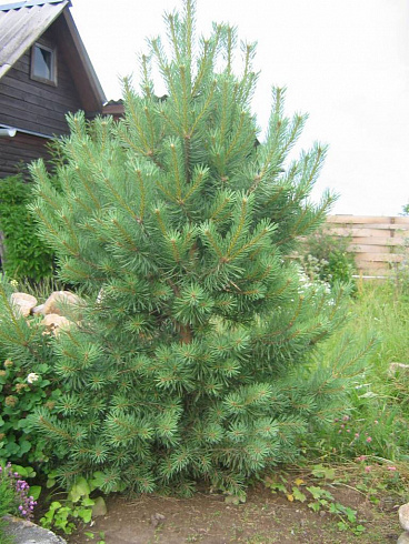 sosna-obyknovennaya-pinus-sylvestris-molodoe-derevo