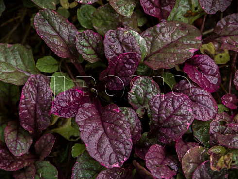 zhivuchka-polzuchaya-ajuga-reptans-listya.jpg