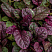 zhivuchka-polzuchaya-ajuga-reptans-listya.jpg