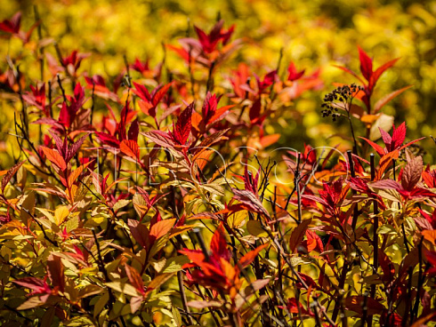 spireya-yaponskaya-goldflejm-spiraea-japonica-goldflame-vetvi.jpg