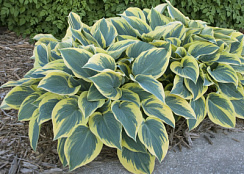 Хоста 'Ферст Фрост' (Hosta 'First Frost')