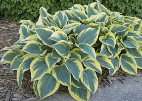 Хоста 'Ферст Фрост' (Hosta 'First Frost')