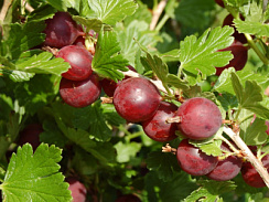 Крыжовник 'Русская красавица' (Ribes uvacrispa 'Русская красавица')