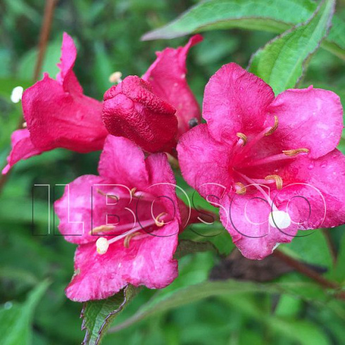 vejgela-bristol-rubi-weigela-bristol-ruby-cvety.jpg