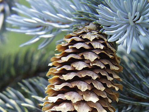el-kolyuchaya-golubaya-picea-pungens-shishka