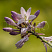 hosta-forchuna-hyacinthia-hosta-fortune-hyacinthia-cvetok.jpg