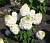 Гортензия метельчатая 'Меджикал Монблан' (Hydrangea paniculata 'Magical Mont Blanc')