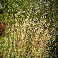 Вейник остроцветковый 'Карл Форстер' (Calamagrostis acutiflora 'Karl Foerster')