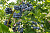 Голубика высокорослая 'Мидер' (Vaccinium corymbosum 'Meader')