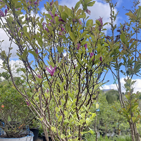 dekorativnye-kustarniki-magnoliya-galaksi-magnolia-galaxy-448.jpg (2)