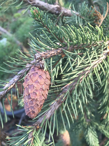 el-obyknovennaya-akrokona-picea-abies-acrocona-shishka