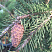 el-obyknovennaya-akrokona-picea-abies-acrocona-shishka