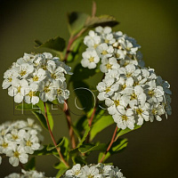 Спирея вангутта (Spiraea vanhouttei)
