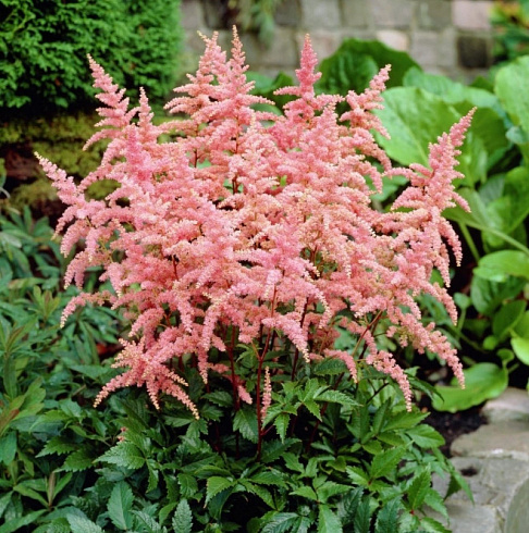 Астильба Арендса ‘Bressingham Beauty’ (Astilbe arendsii ‘Bressingham Beauty’)