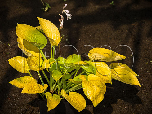 hosta-glehd-tidings-hosta-glad-tidings-okraska-listev-na-zakate-leta.jpg