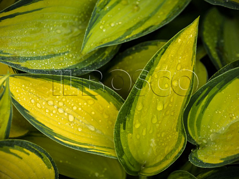 hosta-tardiana-dzhun-hosta-tardiana-june-list.jpg