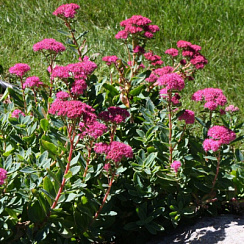 Очиток 'Карл' (Sedum 'Carl')