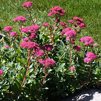 Очиток 'Карл' (Sedum 'Carl')