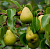 Груша обыкновенная 'Валентина' (Pyrus communis 'Валентина')
