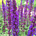 shalfej-dubravnyj-karadonna-salvia-nemorosa-caradonna-cvetok.jpg
