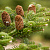 Пихта корейская (Abies koreana)