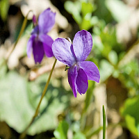 Фиалка душистая (Viola  odorata)
