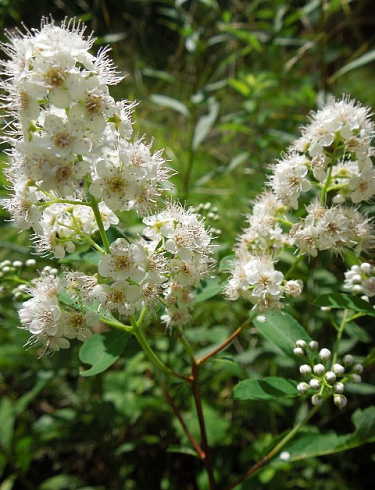 Спирея иволистная (Spiraea salicifolia)1