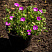 geran-krovavo-krasnaya-maks-fraj-geranium-sanguineum-max-frei-sazhenec.jpg