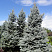 el-kolyuchaya-ehdit-picea-pungens-edith-derevo