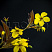 verbejnik-resnitchatyj-fajrkreker-lysimachia-ciliata-firecracker-cvetok.jpg