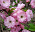 Миндаль трехлопастной (Prunus triloba Multiplex)