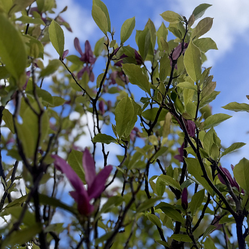 dekorativnye-kustarniki-magnoliya-galaksi-magnolia-galaxy-448.jpg
