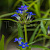 Горечавка даурская (Gentiana dahurica)