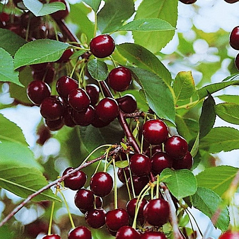 vishnya-obyknovennaya-vladimirskaya-cerasus-vulgaris-vladimirskaya-myakot-plotnaya-sochnaya