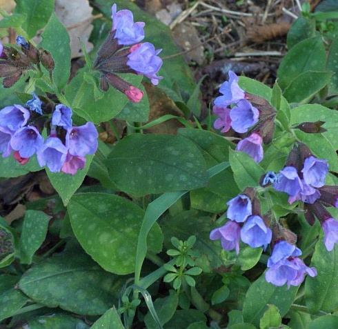 medunica-gibridnaya-smoki-blyu-pulmonaria-hybrida-smokey-blue-cvetenie-rannej-vesnoj