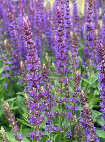 шалфей д аметист 2