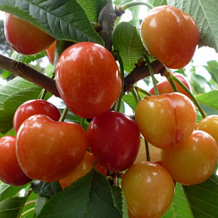Черешня 'Фатеж' (Prunus avium 'Фатеж')