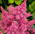 Астильба гибридная 'Распберри' (Astilbe hybrid 'Raspberry')