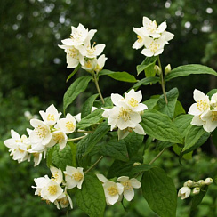 Чубушник махровый (Philadelphus coronarius)