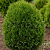Туя западная 'Литл Гиант' (Thuja occidentalis 'Little Giant' )