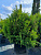 Туя западная 'Тип Топ' (Thuja occidentalis 'Tip Top' )