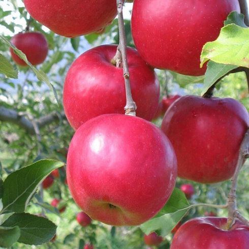Яблоня домашняя 'Афродита' (Malus domestica 'Афродита')