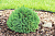 Ель обыкновенная 'Томпа' (Picea abies 'Tompa')