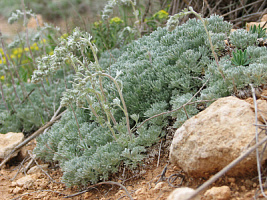 Полынь Кавказская  (Artemisia caucasica)