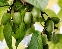 Актинидия коломикта 'Сентябрьская' (Actinidia kolomikta 'Сентябрьская')