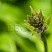 hosta-regal-splendor-hosta-regal-splendor-buton.jpg